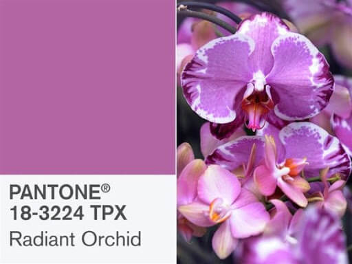 Pantone Radiant Orchid