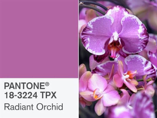 pantone radiant orchid