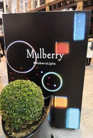 Mulberry